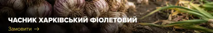 Часник Харківський фіолетовий — реклама